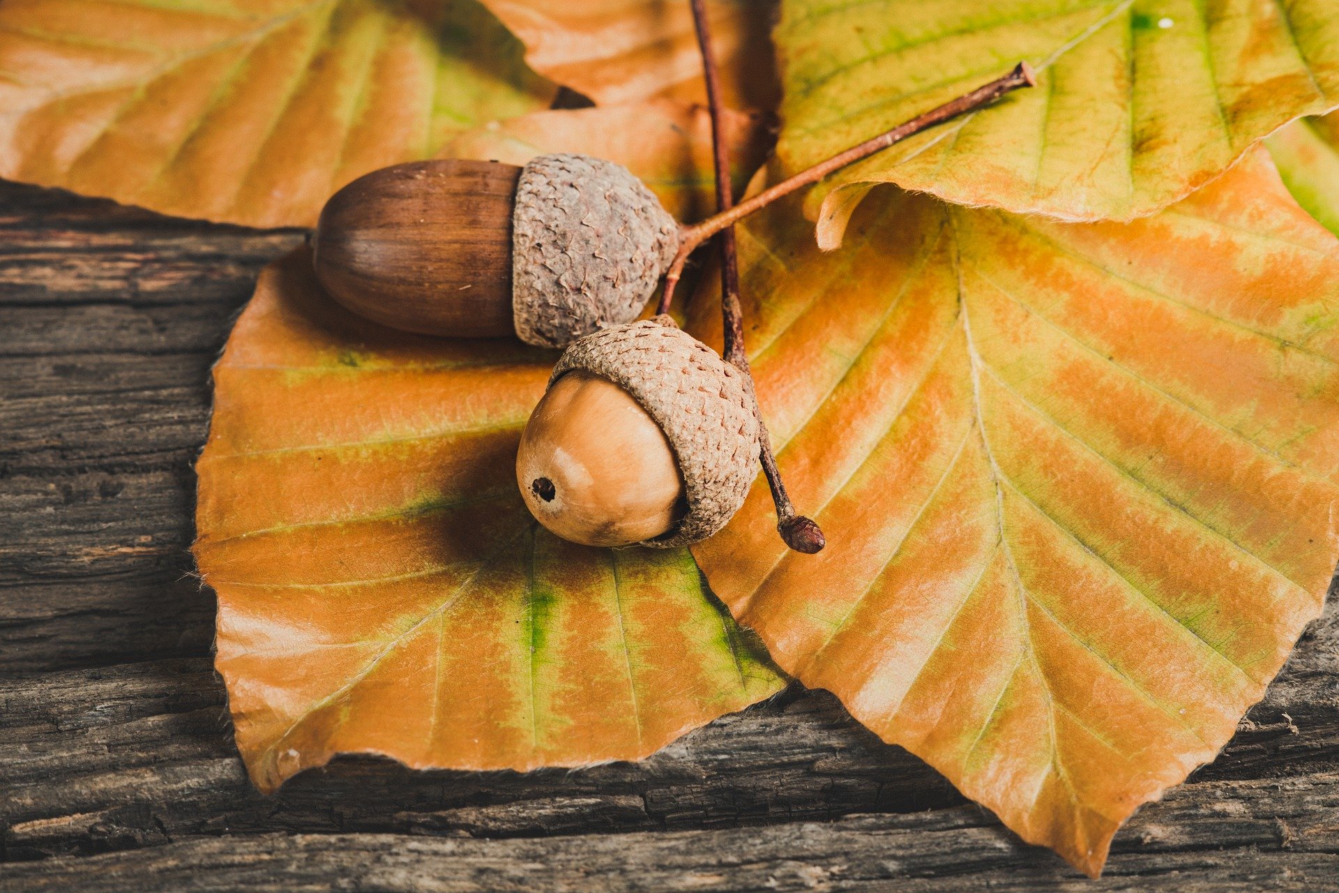 Herfsttinten tocht