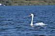 Winterstilte in de Biesbosch…