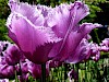 Pracht & Praal in de Keukenhof