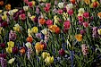 Pracht & Praal in de Keukenhof