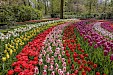 Pracht & Praal in de Keukenhof