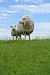 Texel, vakantie-eiland