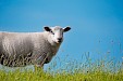 Texel, vakantie-eiland