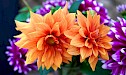Het Bloemencorso van Zundert,  Dahlia’s en Wonderen