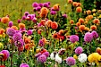 Dahlia Show en Noordwijk